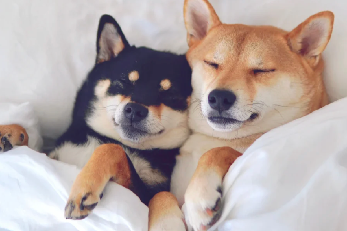 Are You Buying Real Bamboo Sheets?