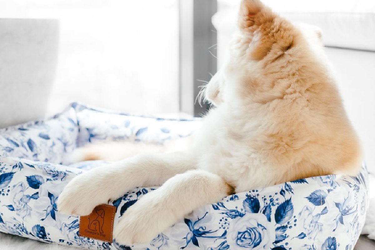 The Perfect Dog Bed for Dog Moms