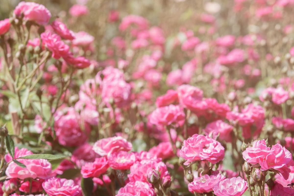 5 Health Benefits of Roses