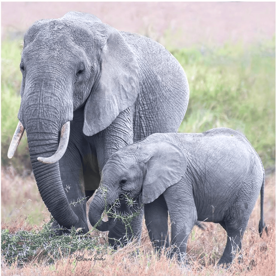 LOLILI Fine Art Scarf - Savanna Love (East Africa)