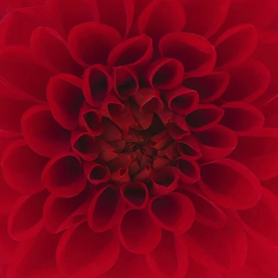 Screenshot of a vibrant red dahlia flower, captured August 11, 2025.