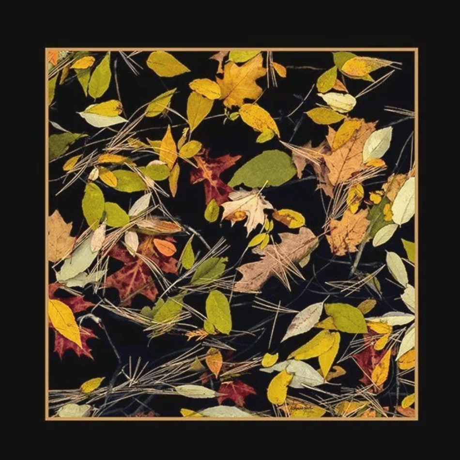 Fallen leaves and needles floating on dark water. Screenshot August 11, 2025.