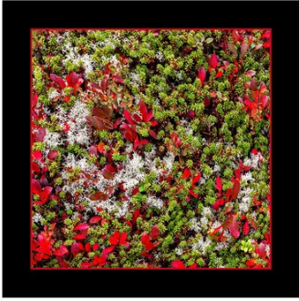 Screenshot of colorful autumn foliage.