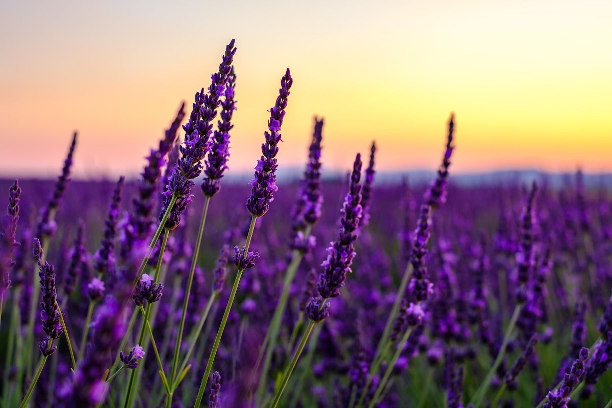 Top Health Benefits of Lavender