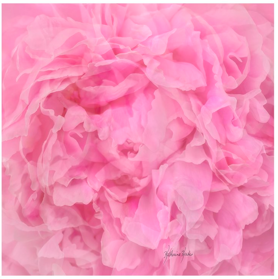 LOLILI Fine Art Scarf - Peony